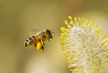 Allergia, a 21. század pandémiája: Miért agresszívabbak a pollenek, és hogyan készülhetünk fel a szezonra?