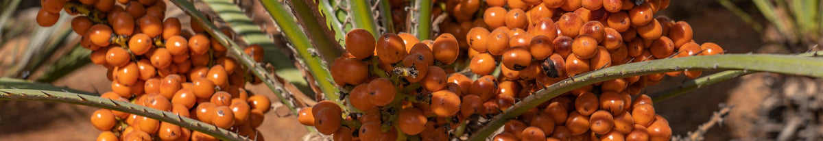 Természetes antioxidánsok